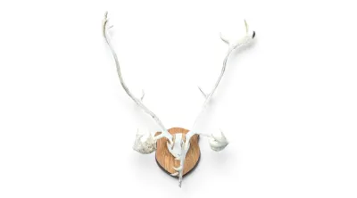Sale Photo Thumbnail #10: Caribou antlers