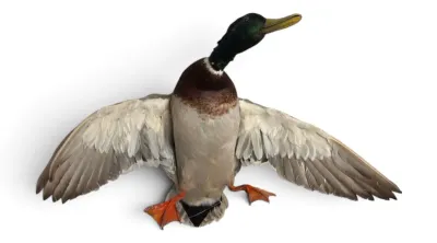 Sale Photo Thumbnail #26: Mallard duck mount