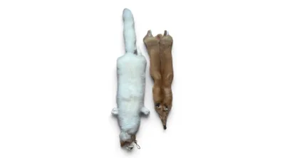 Sale Photo Thumbnail #31: Red and white fox pelts
