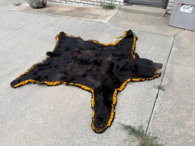 Sale Photo Thumbnail #18: Taxidermy black bear rug mount with a felt ruffled border, featuring open-mouth head details and intact claws on one side