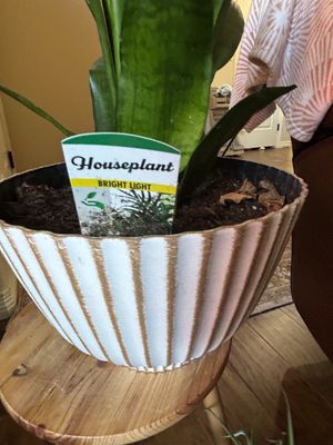 Sale Photo Thumbnail #275: Plant stand not included 11” Across 8”t planter