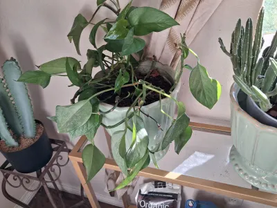 Sale Photo Thumbnail #394: PAIR OF LIVE HOUSE PLANTS IN LIGHT GREEN CERAMIC PLANTERS INCLUDING A POTHOS PLANT AND A CACTUS/SUCCULENT PLANT IN MATCHING DECORATIVE GREEN GLAZED CERAMIC POTS AND MORE.