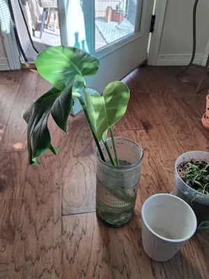 Sale Photo Thumbnail #408: ASSORTED HOUSE PLANTS IN VASES AND PLANTERS INCLUDING MONSTERA CUTTINGS IN A TEXTURED GLASS VASE, SMALL POTTED PLANT, WHITE CERAMIC PLANTER AND MORE.
