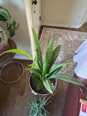Sale Photo Thumbnail #276: Plant stand not included 11” Across 8”t planter