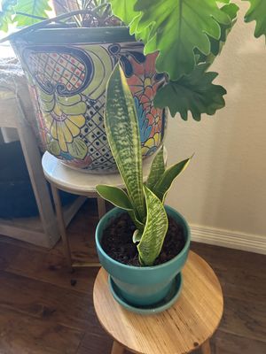 Sale Photo Thumbnail #252: Large planter is 12” T 16” across  
Plant stands are not included.
