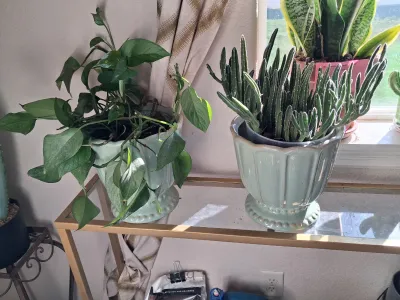 Sale Photo Thumbnail #391: PAIR OF LIVE HOUSE PLANTS IN LIGHT GREEN CERAMIC PLANTERS INCLUDING A POTHOS PLANT AND A CACTUS/SUCCULENT PLANT IN MATCHING DECORATIVE GREEN GLAZED CERAMIC POTS AND MORE.