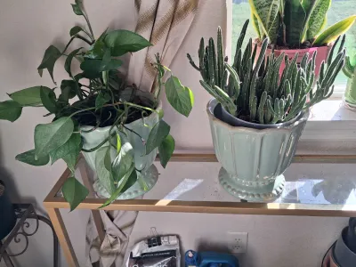 Sale Photo Thumbnail #390: PAIR OF LIVE HOUSE PLANTS IN LIGHT GREEN CERAMIC PLANTERS INCLUDING A POTHOS PLANT AND A CACTUS/SUCCULENT PLANT IN MATCHING DECORATIVE GREEN GLAZED CERAMIC POTS AND MORE.