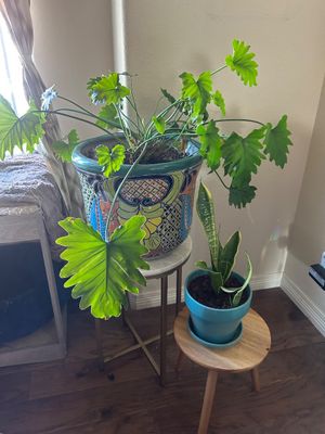 Sale Photo Thumbnail #248: Large planter is 12” T 16” across  
Plant stands are not included.