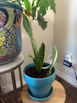 Sale Photo Thumbnail #251: Large planter is 12” T 16” across  
Plant stands are not included.