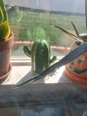Sale Photo Thumbnail #388: INCLUDES POTTED SNAKE PLANT IN TERRACOTTA POT, POTTED ALOE VERA PLANT IN DECORATIVE CERAMIC POT, GREEN CERAMIC CACTUS NIGHTLIGHT/WARMER AND MORE. ALL ITEMS SHOW LIGHT WEAR CONSISTENT WITH USE.