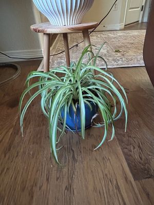 Sale Photo Thumbnail #273: Plant stand not included 11” Across 8”t planter