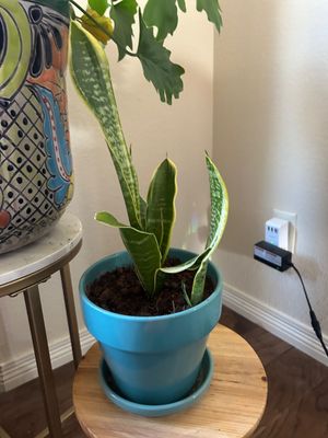 Sale Photo Thumbnail #250: Large planter is 12” T 16” across  
Plant stands are not included.