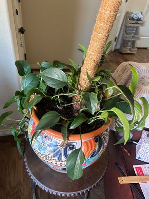 Sale Photo Thumbnail #255: Planter 14” Across x 13” T 
Plant stand is not included