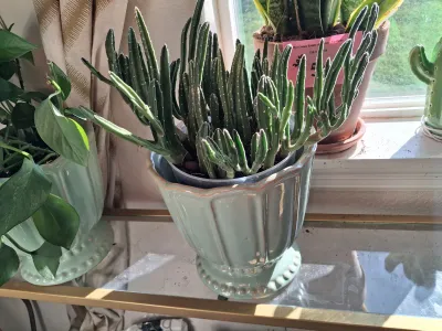 Sale Photo Thumbnail #393: PAIR OF LIVE HOUSE PLANTS IN LIGHT GREEN CERAMIC PLANTERS INCLUDING A POTHOS PLANT AND A CACTUS/SUCCULENT PLANT IN MATCHING DECORATIVE GREEN GLAZED CERAMIC POTS AND MORE.