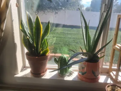 Sale Photo Thumbnail #385: INCLUDES POTTED SNAKE PLANT IN TERRACOTTA POT, POTTED ALOE VERA PLANT IN DECORATIVE CERAMIC POT, GREEN CERAMIC CACTUS NIGHTLIGHT/WARMER AND MORE. ALL ITEMS SHOW LIGHT WEAR CONSISTENT WITH USE.