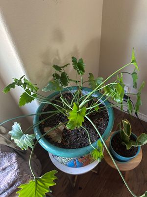 Sale Photo Thumbnail #253: Large planter is 12” T 16” across  
Plant stands are not included.