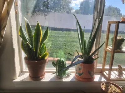 Sale Photo Thumbnail #386: INCLUDES POTTED SNAKE PLANT IN TERRACOTTA POT, POTTED ALOE VERA PLANT IN DECORATIVE CERAMIC POT, GREEN CERAMIC CACTUS NIGHTLIGHT/WARMER AND MORE. ALL ITEMS SHOW LIGHT WEAR CONSISTENT WITH USE.