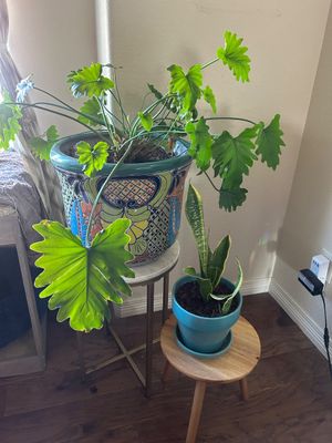 Sale Photo Thumbnail #247: Large planter is 12” T 16” across  
Plant stands are not included.