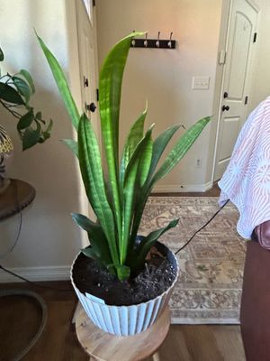 Sale Photo Thumbnail #274: Plant stand not included 11” Across 8”t planter