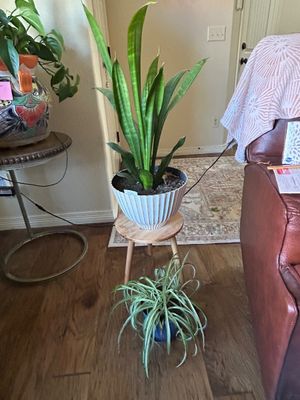 Sale Photo Thumbnail #272: Plant stand not included 11” Across 8”t planter