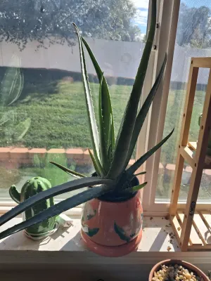 Sale Photo Thumbnail #389: INCLUDES POTTED SNAKE PLANT IN TERRACOTTA POT, POTTED ALOE VERA PLANT IN DECORATIVE CERAMIC POT, GREEN CERAMIC CACTUS NIGHTLIGHT/WARMER AND MORE. ALL ITEMS SHOW LIGHT WEAR CONSISTENT WITH USE.
