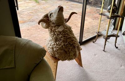 Taxidermy ram bust with curled horns, sitting on a small wooden bench near a sliding glass door.