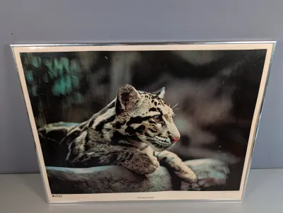 Sale Photo Thumbnail #449: Framed vintage poster featuring a clouded leopard photograph in a thin silver-tone metal frame.