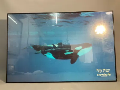 Sale Photo Thumbnail #82: Framed vintage SeaWorld poster celebrating the birth of Baby Shamu on September 26, 1985.