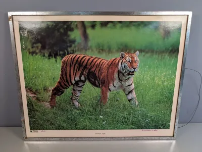 Sale Photo Thumbnail #18: Framed vintage 'Siberian Tiger' zoo poster in a silver-tone metallic frame, showing some surface wear and age-related yellowing along the border.