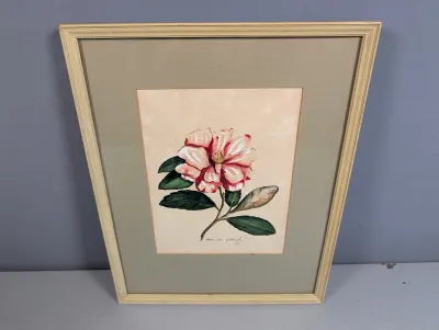 Sale Photo Thumbnail #436: Framed watercolor painting depicting a pink and white camellia flower with leaves, signed Doris Ann Yarbrough at the bottom.