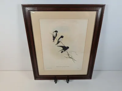 Sale Photo Thumbnail #127: Framed John Gould ornithological print featuring three Nepal house martins (Delichon nipalensis) on a branch, presented in a dark wood frame with matting.