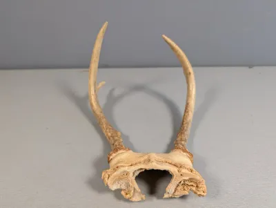 Sale Photo Thumbnail #178: Small set of deer antlers attached to a section of skull cap, displaying natural bone texture and patina.