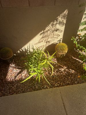 Sale Photo Thumbnail #18: Potted golden barrel cacti and a large aloe plant set in a gravel garden bed against a stucco wall.