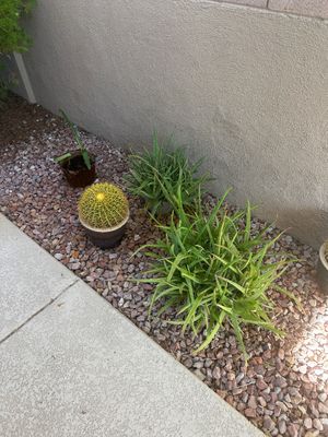 Sale Photo Thumbnail #15: Selection of potted succulents and cacti including a golden barrel cactus and aloe vera plants set in gravel.