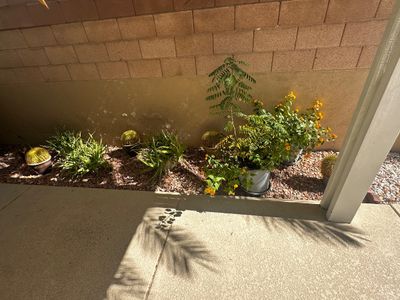 Sale Photo Thumbnail #63: Selection of potted desert plants including golden barrel cacti, aloe vera, and flowering lantana set along a gravel garden bed.