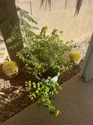 Sale Photo Thumbnail #14: Potted leafy green plants with yellow blossoms alongside two potted golden barrel cacti outdoors.