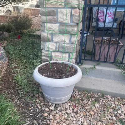 Sale Photo Thumbnail #81: G outdoor pots6