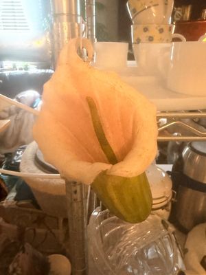 Sale Photo Thumbnail #56: Ceramic or art glass calla lily hanging sculpture with a pale pink spathe, green spadix, and green base.