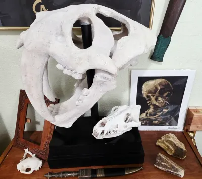 Sale Photo Thumbnail #59: Large saber-toothed cat skull replica mounted on a black base, displayed alongside smaller skull models, petrified wood specimens, and oddities.
