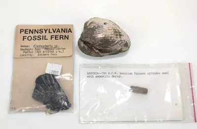 Fossilized Cockle Shell, Fern and Assyrian Faience Cylinder 