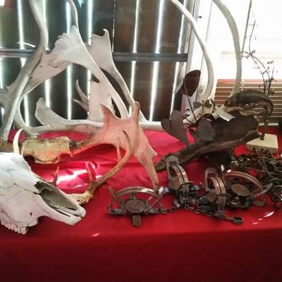 Antlers/Traps 
/Skull
