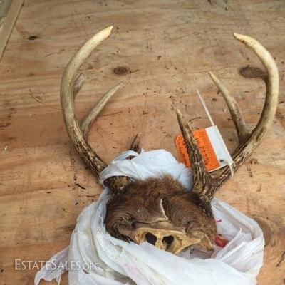 Antler Mount