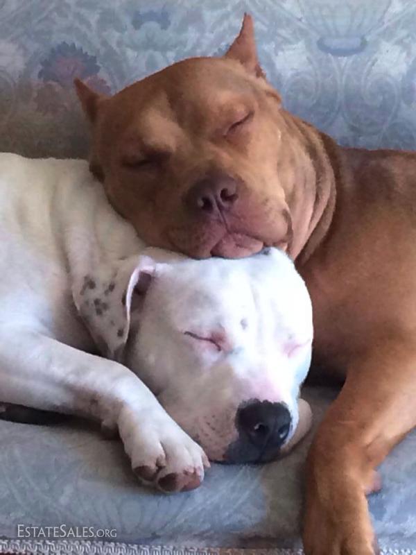 Some of Our  Furry Friends
