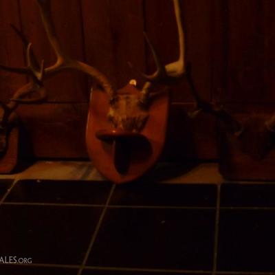 Got Horns? :)