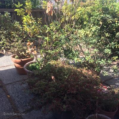 Many varieties of potted plants, flowers and trees are for sale