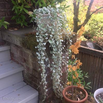 Many healthy and established potted plants