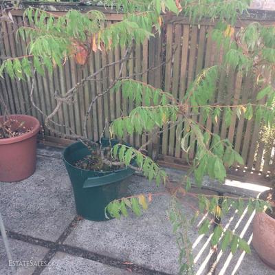 Potted Sumac tree. Well established 