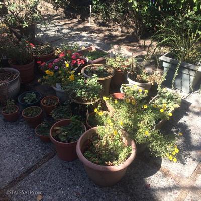 More potted plants