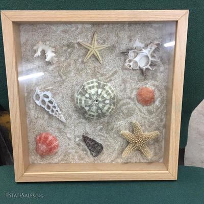 Seashell shadowbox