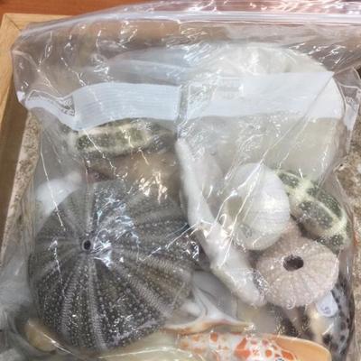 Seashell bag